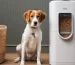 automatic-dog-food-dispenser